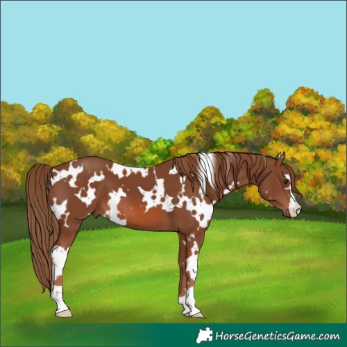 Horse Color:White Spotted Chestnut