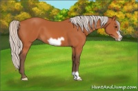 Horse Color:Silver Bay Frame 