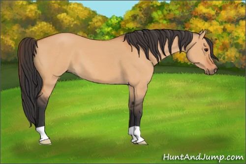 Horse Color:Bay Dun