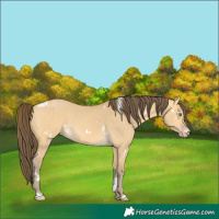 Horse Color:White Spotted Amber Cream Champagne Dun