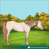 Horse Color:White Spotted Gold Champagne Dun 