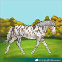 Horse Color:Silver Buckskin Sabino Near Leopard 