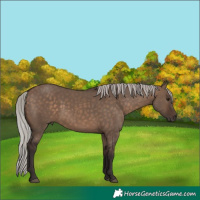 Horse Color:Silver Brown Dun 