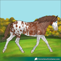 Horse Color:Chestnut Splash Appaloosa 