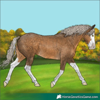 Horse Color:Chocolate Palomino Splash
