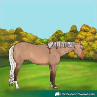 Horse Color:Silver Bay Dun 