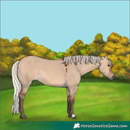 Horse Color:Silver Bay Dun 