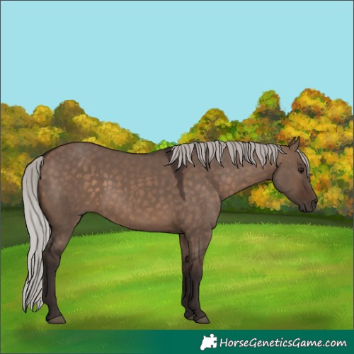 Horse Color:Silver Brown Dun 