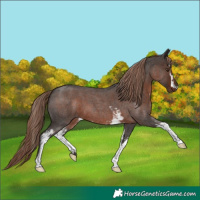 Horse Color:White Spotted Liver Red Roan 