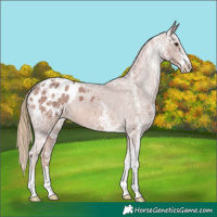 Horse Color:White Spotted Chestnut Ice Appaloosa 