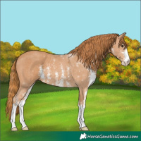 Horse Color:Chestnut Sabino Rabicano 