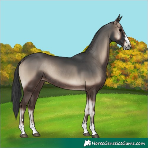 Horse Color:Blue Onyx Rabicano 