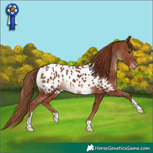 Horse Color:Chestnut Appaloosa 