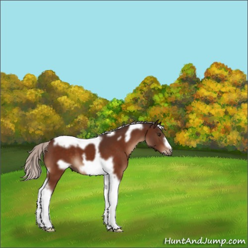 Horse Color:Silver Brown Tobiano Frame 