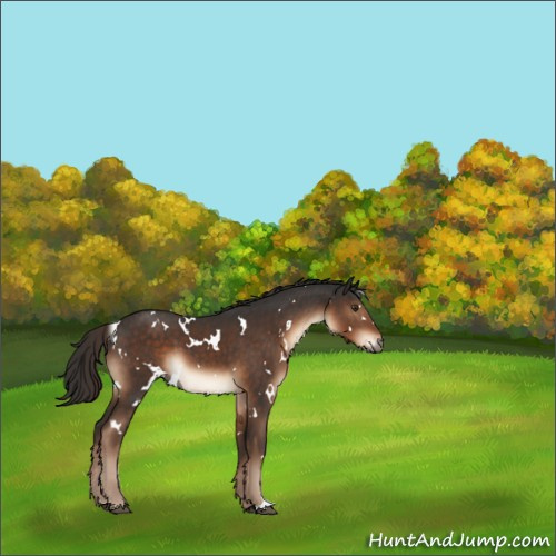 Horse Color:White Spotted Liver Chestnut Sabino 