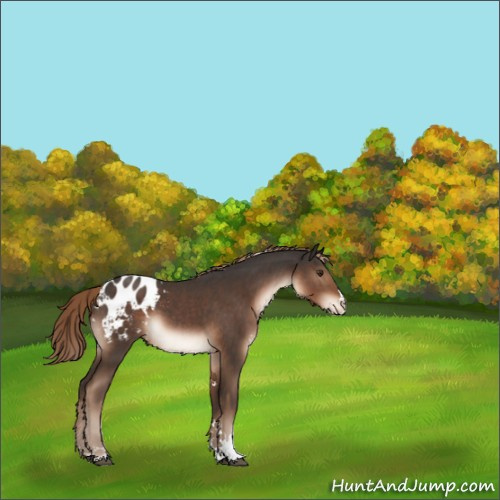 Horse Color:Liver Chestnut Sabino Appaloosa 