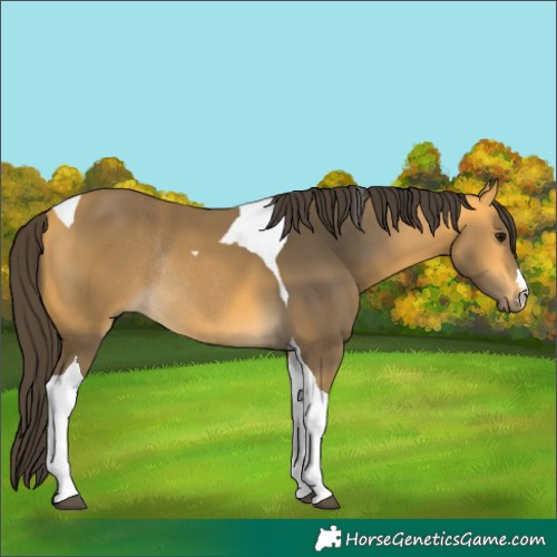 Horse Color:Buckskin Tobiano Rabicano
