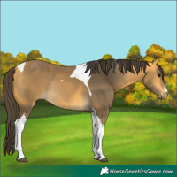 Horse Color:Buckskin Tobiano Rabicano 