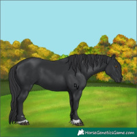 Horse Color:Black 