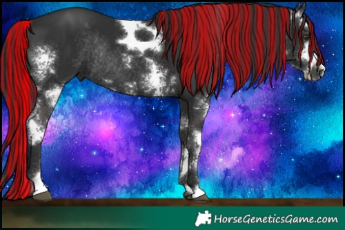 Horse Color:Painted Liver Chestnut Sabino Rabicano 