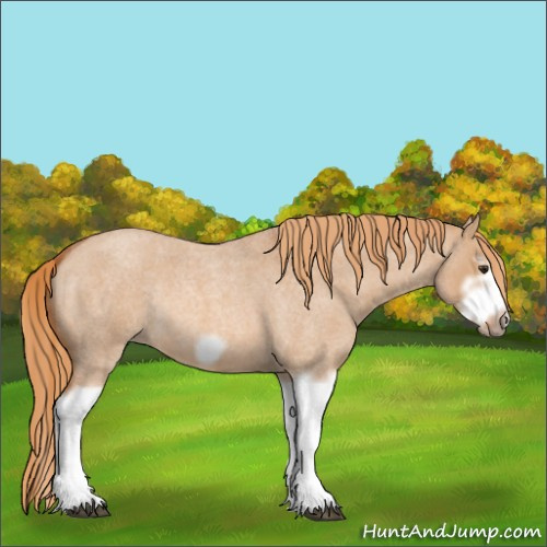 Horse Color:Red Dun Roan Splash Frame Rabicano