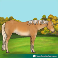 Horse Color:Palomino 