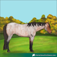 Horse Color:Bay Roan 