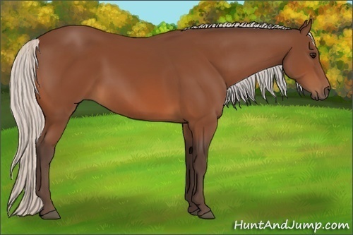 Horse Color:Silver Bay