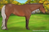 Horse Color:Silver Bay 