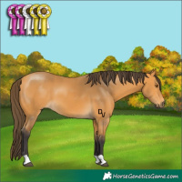 Horse Color:Buckskin 
