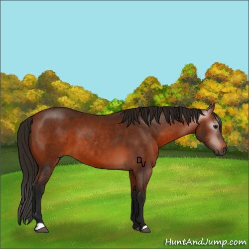 Horse Color:Gray Bay 