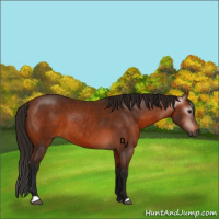 Horse Color:Gray Bay 