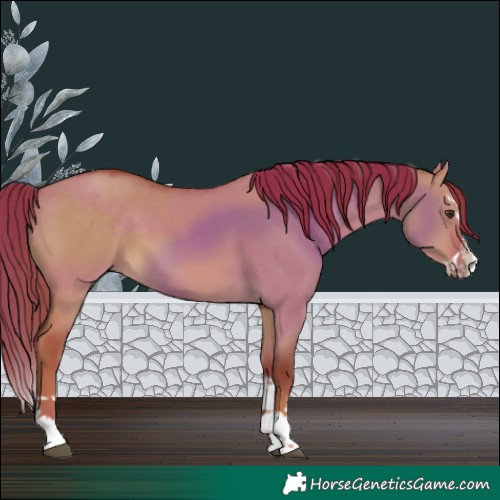 Horse Color:Red Dun Splash