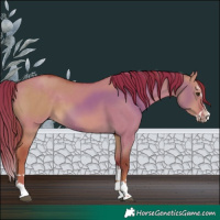 Horse Color:Red Dun Splash 
