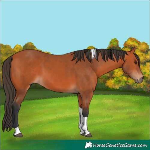 Horse Color:Bay Tobiano