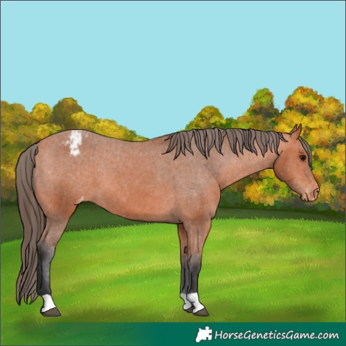 Horse Color:Bay Appaloosa 