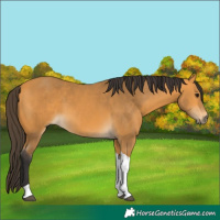 Horse Color:Buckskin Tobiano 