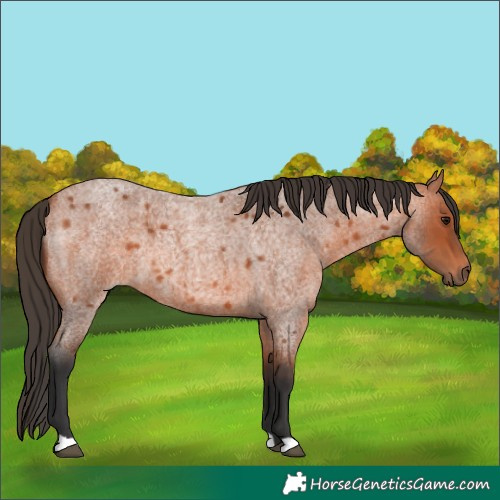 Horse Color:Bay Roan 
