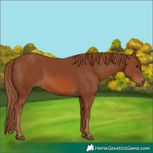 Horse Color:Chestnut Rabicano 