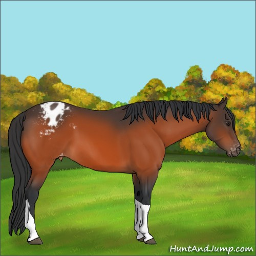 Horse Color:Brown Tobiano Appaloosa