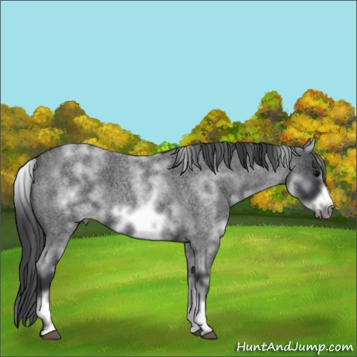Horse Color:White Spotted Blue Roan Frame 