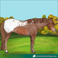 Horse Color:Chestnut Appaloosa 