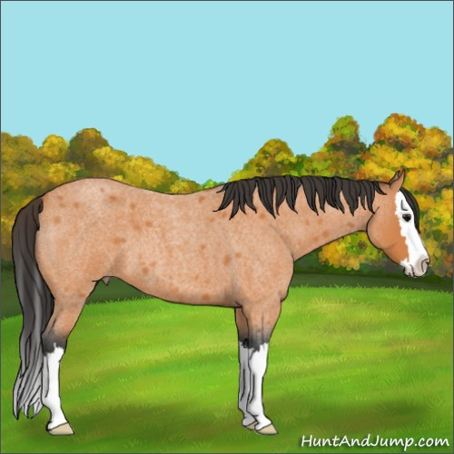 Horse Color:Bay Roan Sabino Splash 