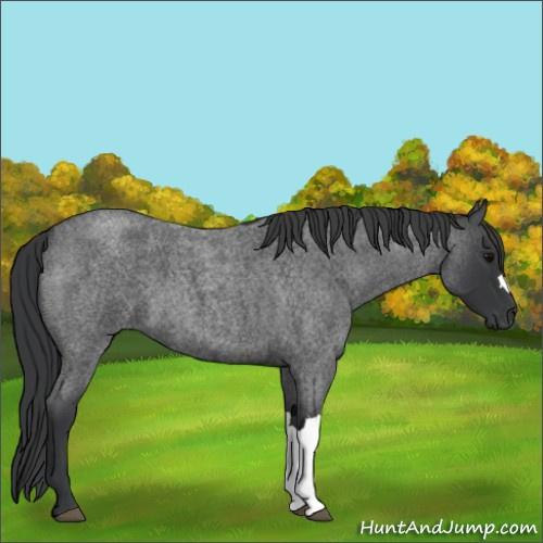 Horse Color:Blue Roan