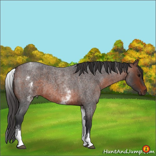 Horse Color:White Spotted Brown Roan 