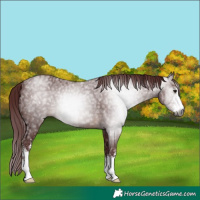 Horse Color:Gray Chocolate Brown Ice Sabino