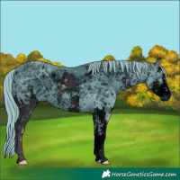 Horse Color:ERROR: UNKNOWN ANOMALY