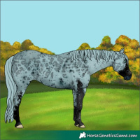 Horse Color:ERROR: UNKNOWN ANOMALY