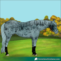 Horse Color:ERROR: UNKNOWN ANOMALY