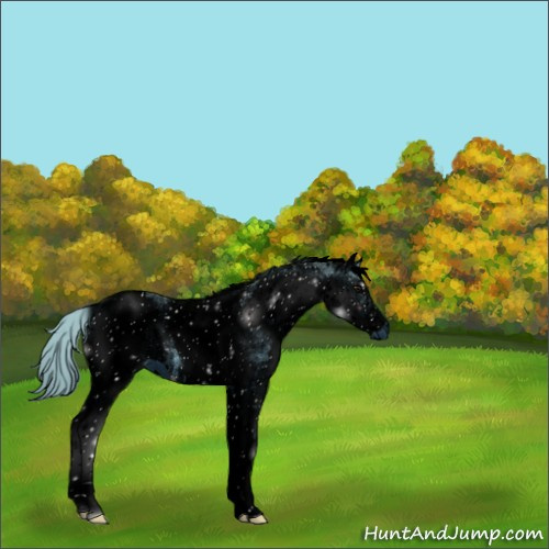 Horse Color:ERROR: UNKNOWN ANOMALY